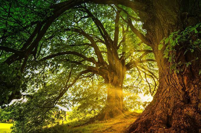 natur